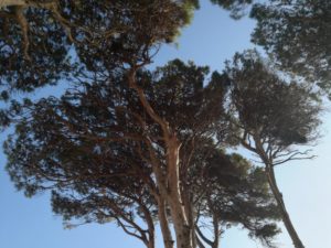 Plantar árboles: pinos